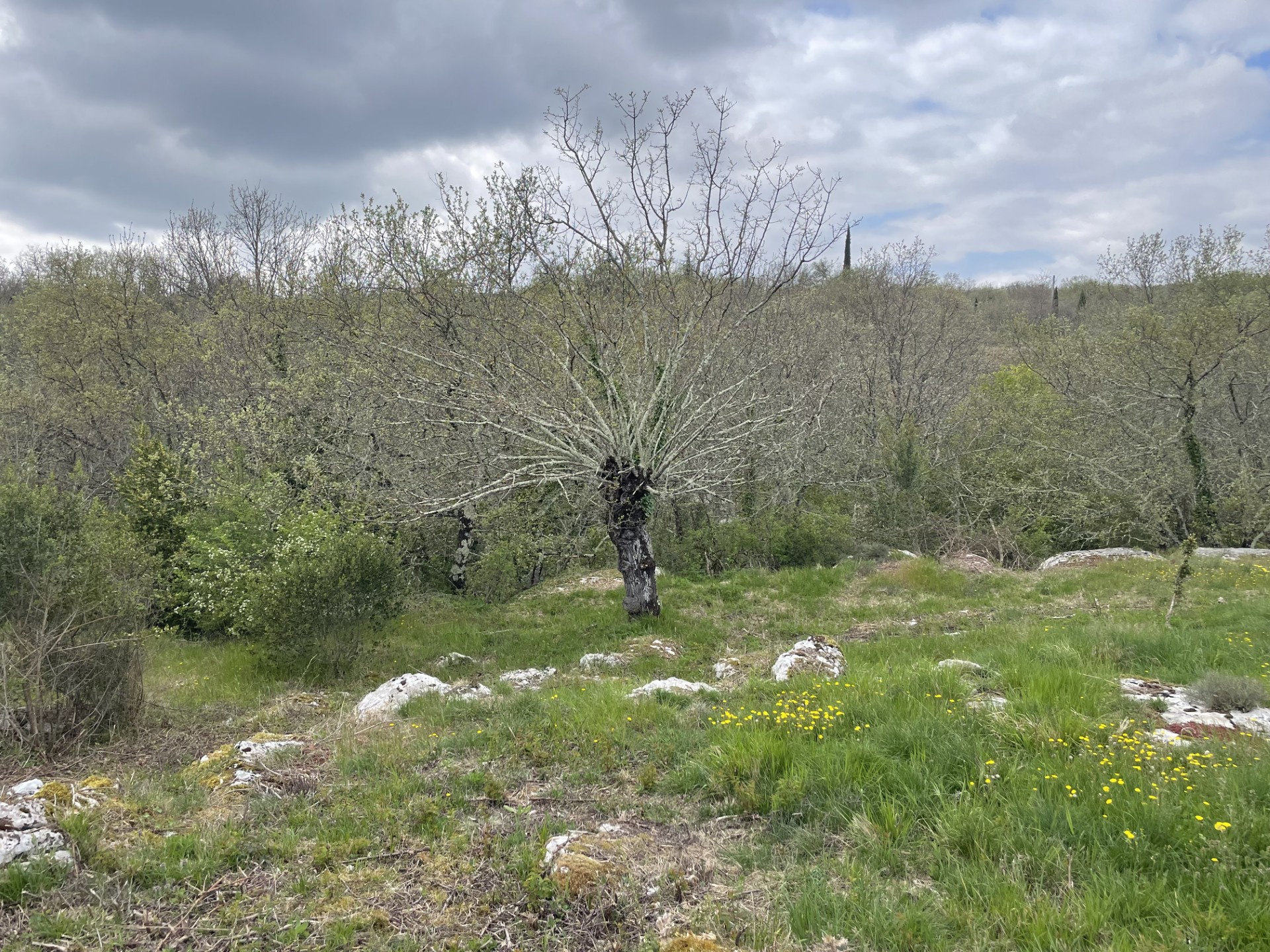 Terrain à Batir Lavilledieu 55000€